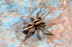 Artoriopsis expolita
