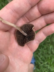 Panaeolus cinctulus