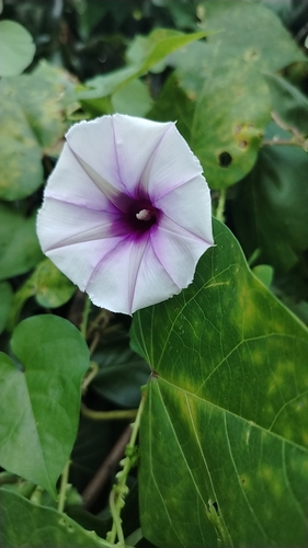 Ipomoea muricata observed 2026-10-22