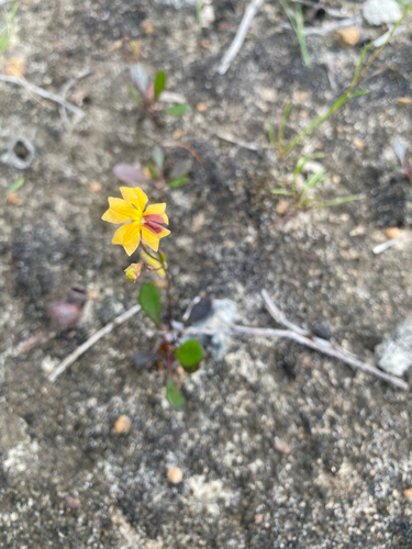Goodenia trinervis, 2026-10-22