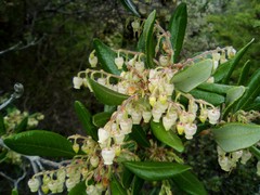 Comarostaphylis diversifolia diversifolia