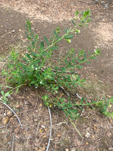 Phyllanthus calycinus observed 2026-10-22