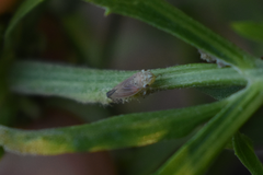 Bucephalogonia xanthophis