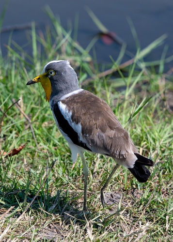 iNaturalist image