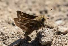 Hesperia metea