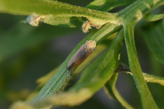 Bucephalogonia xanthophis