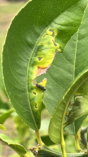 Agrilus observed 2026-10-23