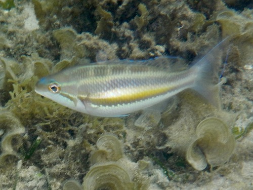 Pentapodus trivittatus observed 2026-10-10