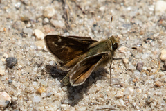 Hesperia metea