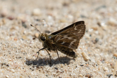 Hesperia metea