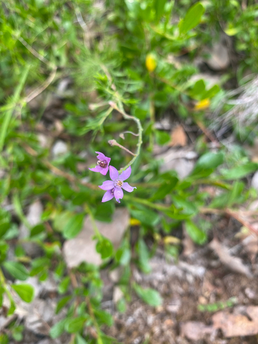 Philotheca spicata observed 2026-10-22