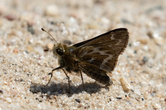 Hesperia metea