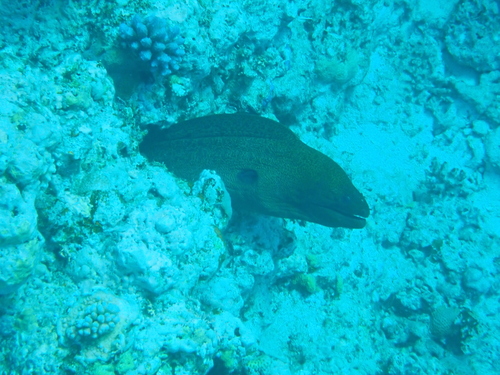 Gymnothorax javanicus observed 2026-10-23
