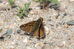 Hesperia metea