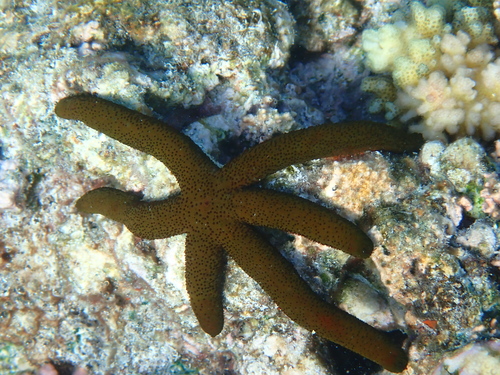 Echinaster luzonicus observed 2026-10-23