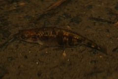 Gasterosteus aculeatus aculeatus