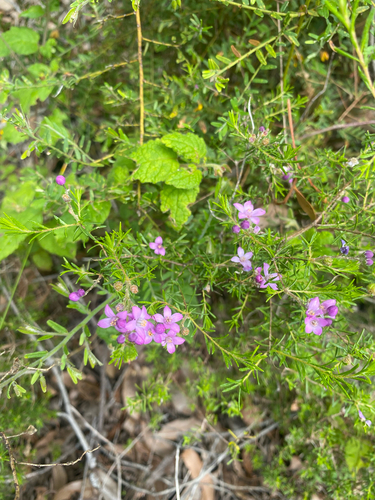 Philotheca spicata observed 2026-10-22