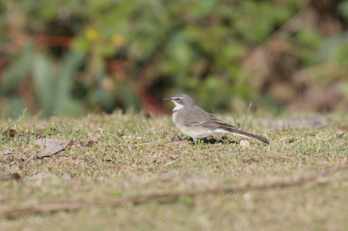 iNaturalist image