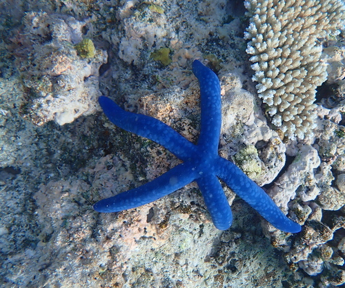 Linckia laevigata observed 2026-10-23