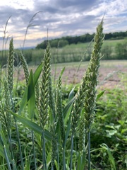 Triticum