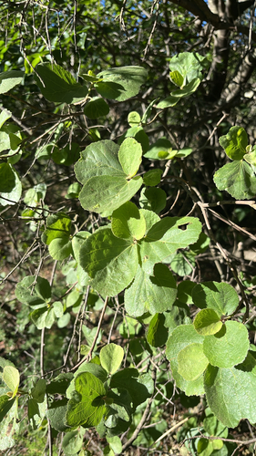 Dombeya observed 2026-10-23