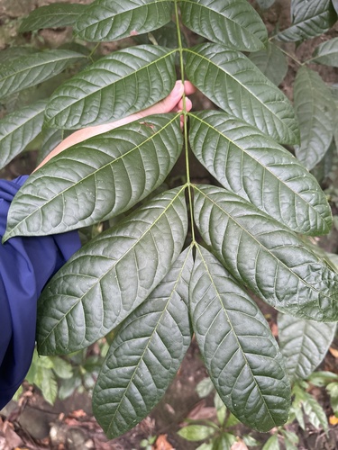 Swietenia macrophylla observed 2026-10-23