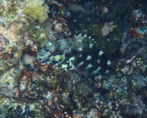 Cirrhitus pinnulatus observed 2026-10-23