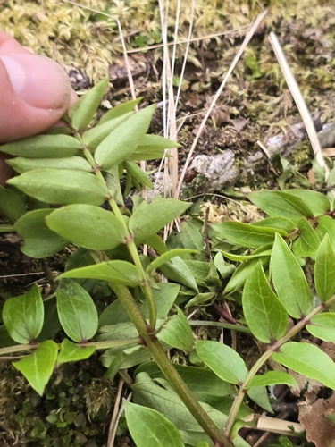 Coriaria sarmentosa observed 2026-10-21