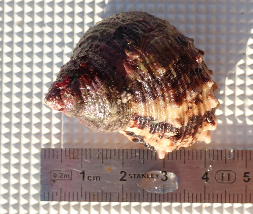 Turbo chrysostomus observed 2026-10-23