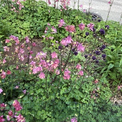 Aquilegia