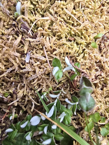 Helichrysum filicaule observed 2026-10-21