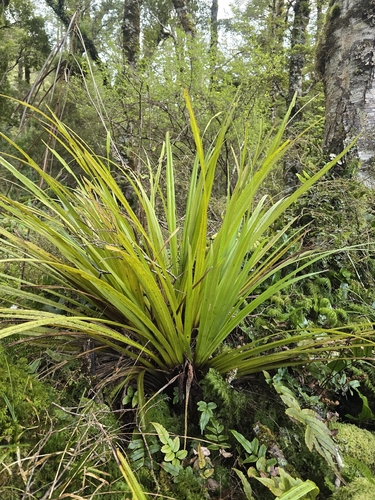 Astelia microsperma observed 2026-10-21