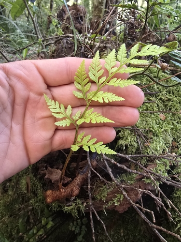 Rumohra adiantiformis observed 2026-10-21