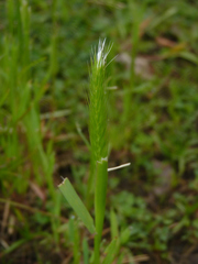 Hordeum pusillum