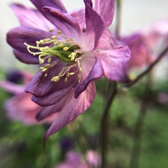 Aquilegia