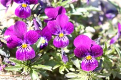 Viola × wittrockiana