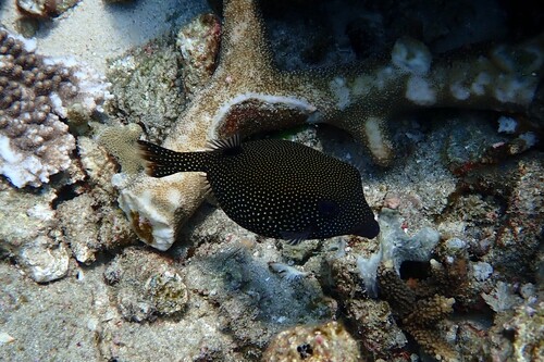 Ostracion meleagris observed 2026-10-23