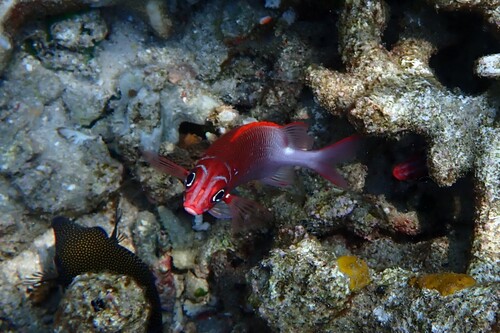 Sargocentron caudimaculatum observed 2026-10-23