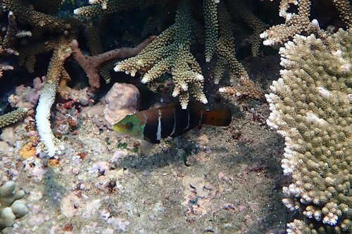 Hemigymnus fasciatus observed 2026-10-23