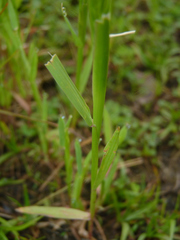 Hordeum pusillum