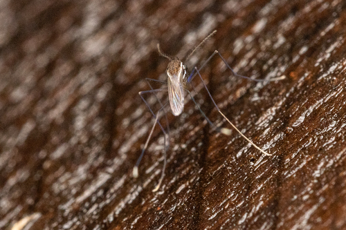 Uranotaenia lateralis