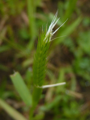 Hordeum pusillum