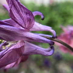 Aquilegia