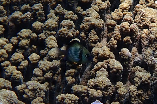 Dascyllus reticulatus observed 2026-10-23