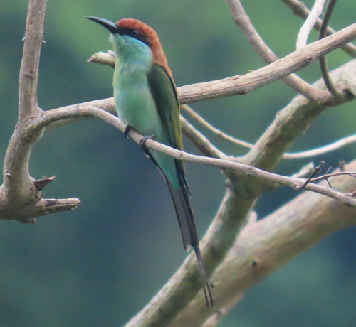 Merops viridis observed 2026-10-23