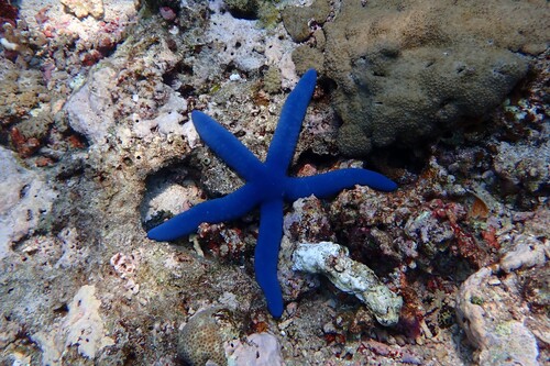 Linckia laevigata observed 2026-10-23