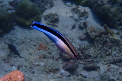 Labroides dimidiatus observed 2026-10-23