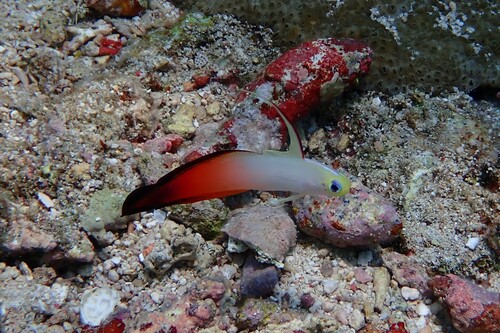 Nemateleotris magnifica observed 2026-10-23
