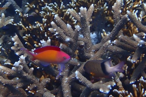 Plectroglyphidodon dickii observed 2026-10-23