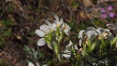 Leptosiphon floribundus glaber